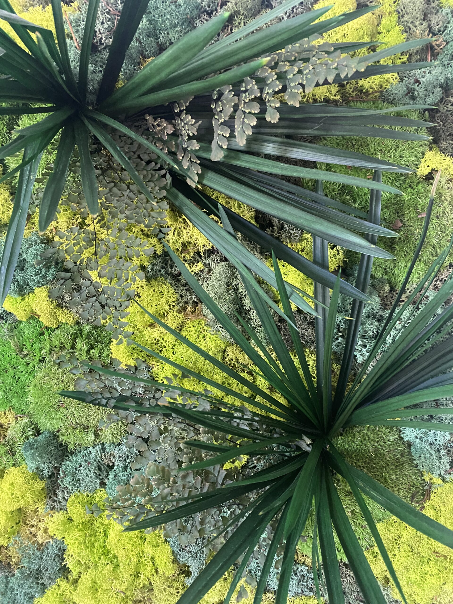 Muschio stabilizzato img 9751