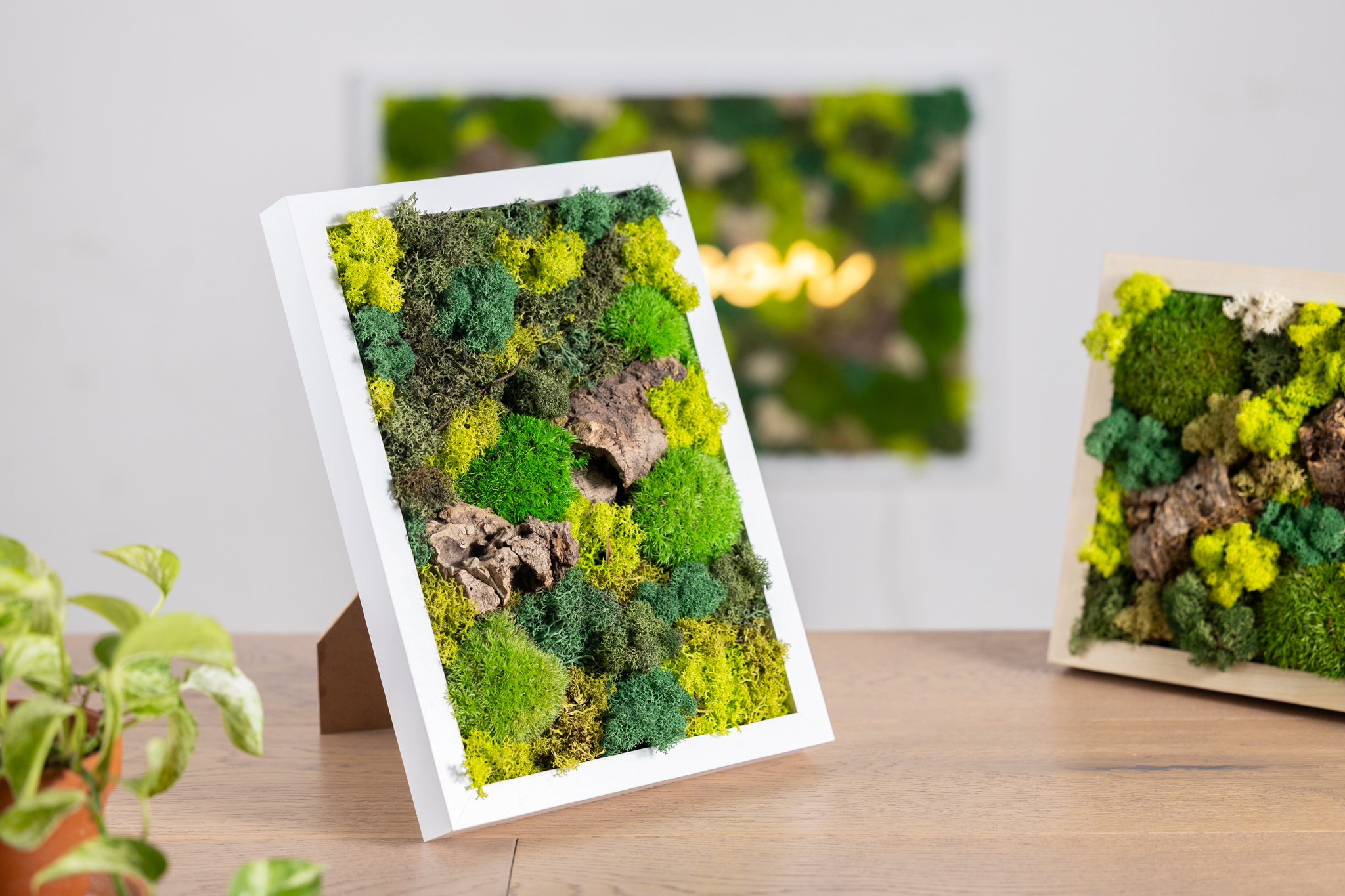 quadri con muschio e lichene stabilizzato e sughero