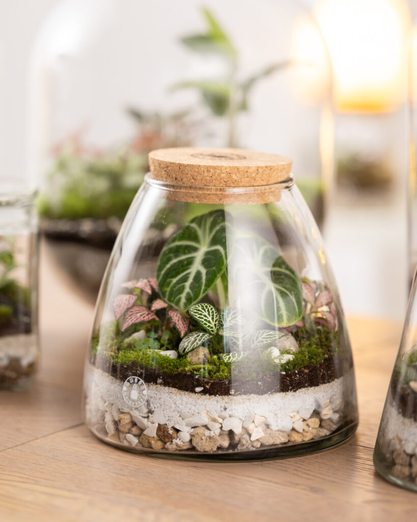 terrario artigianale con tappo in sughero e piante colorate