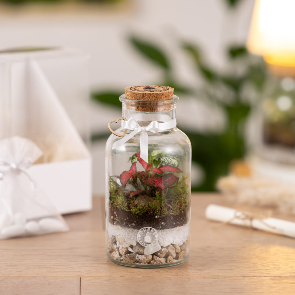 bomboniera terrario artigianale in barattolo di vetro con piante
