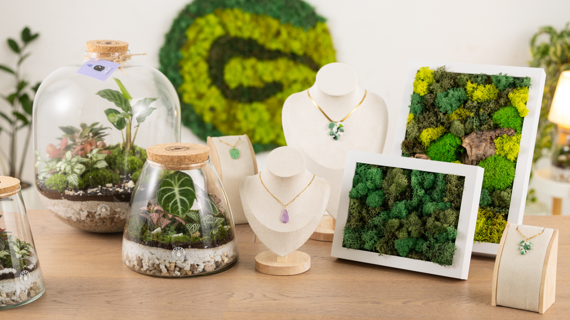 set esposizione terrari decorativi con piante tropicali fittonia peperomia calathea begonia espositori gioielli in ceramica forma foglia monstera variegata quadri cornici con muschio stabilizzato e lichene stabilizzato e sughero