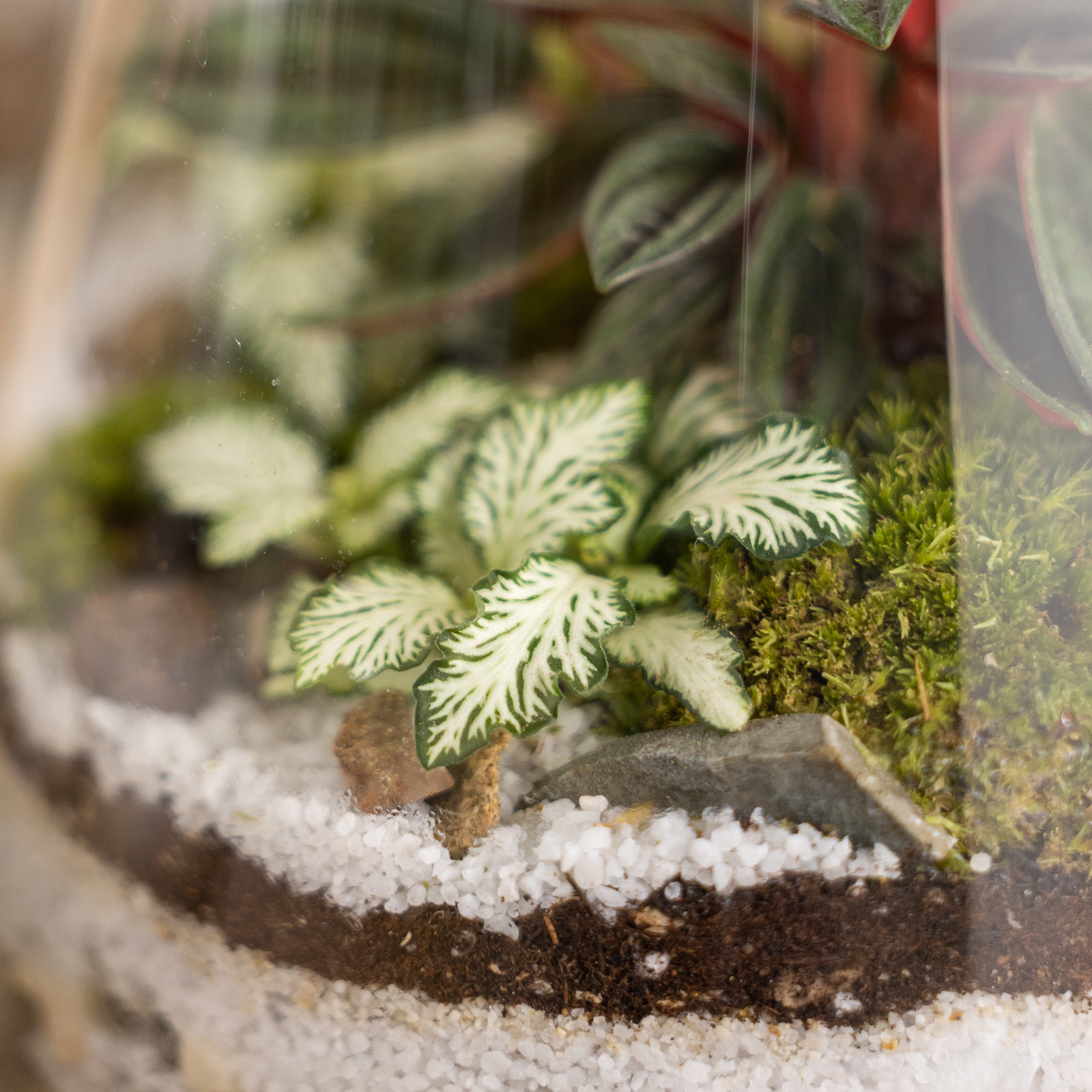 pianta fittonia e peperomia in terrario di vetro con substrato terra e ghiaia