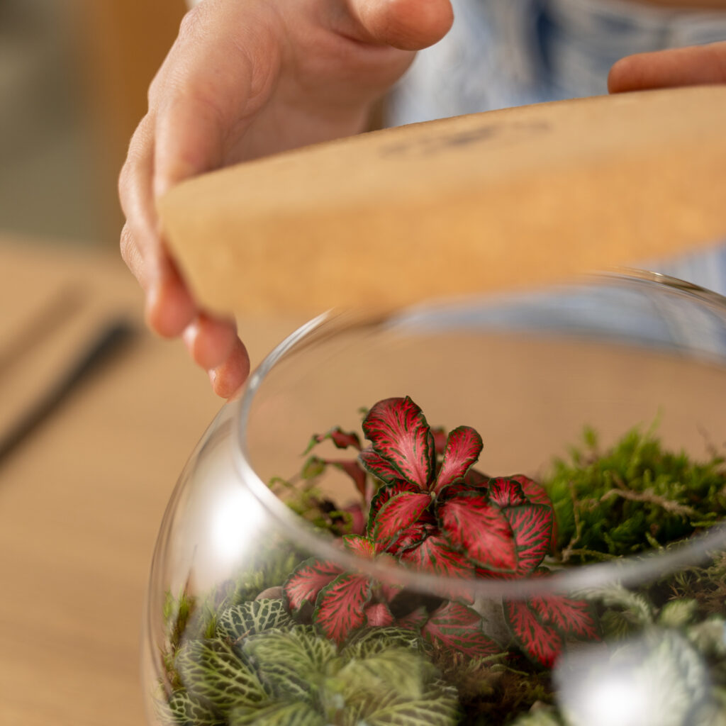 terrario con piante colorate con tappo in sughero