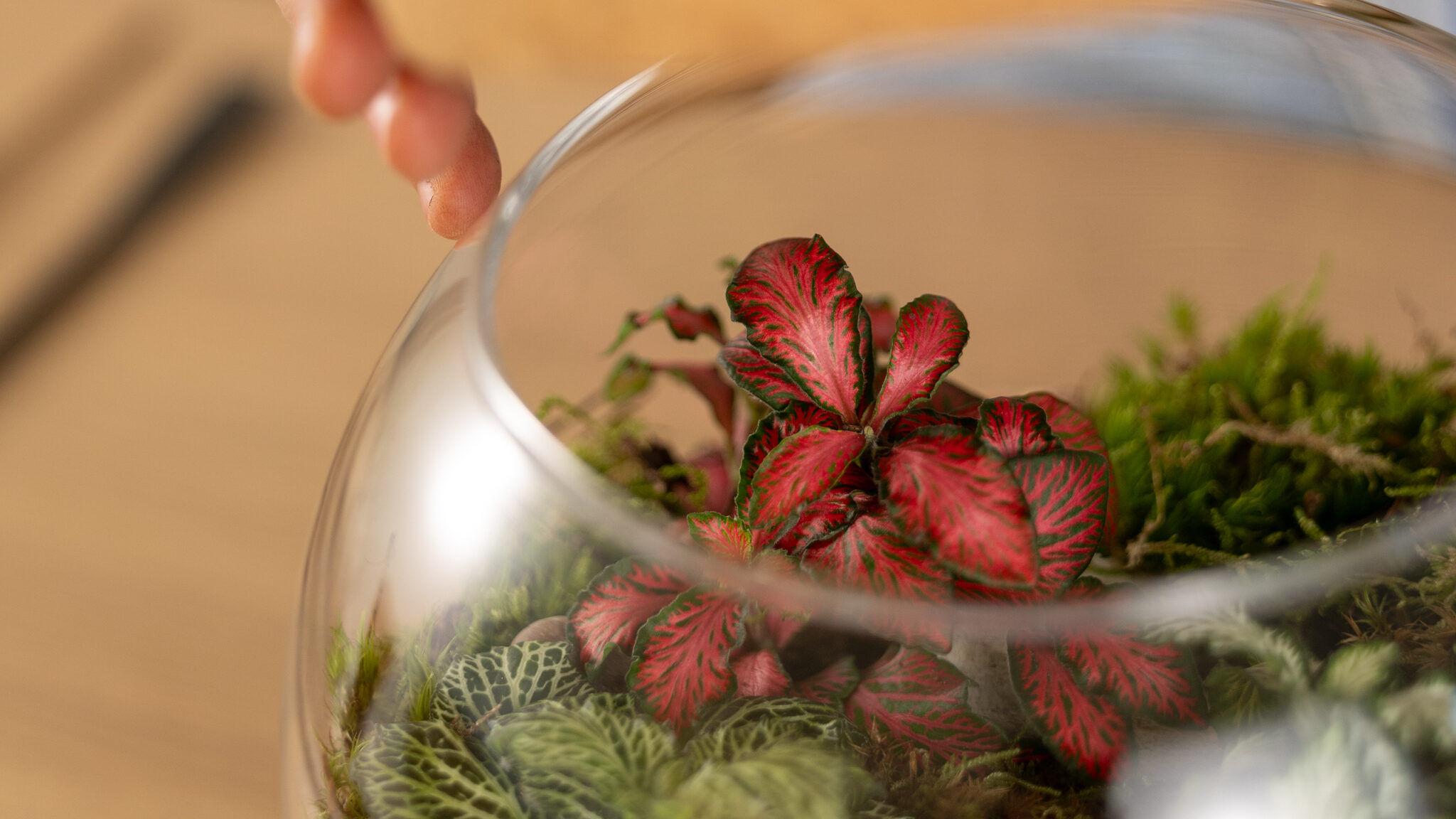 terrario con piante colorate con tappo in sughero