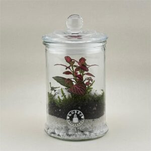 terrario cookie jar mini