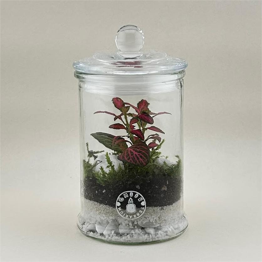 terrario cookie jar mini